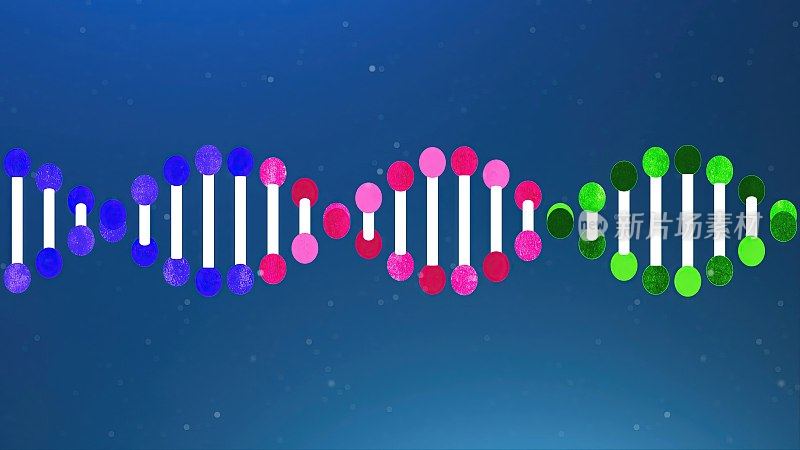 DNA -分子结构，